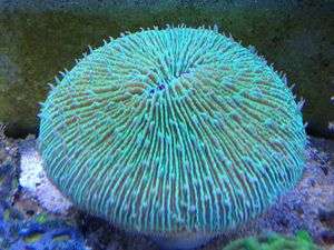 Mushroom coral