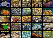 Coral types and how to recognize them