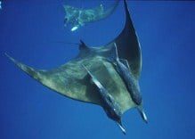 Symbiosis in the marine environment