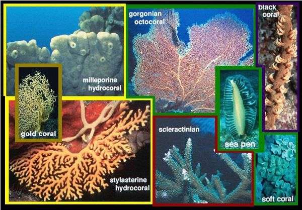 Coral types and how to recognize them | Similan islands Corals