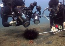 Diving Techniques