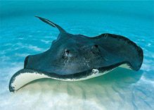Rays of the Similan islands and Thailand