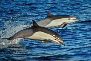 Fraser’s dolphin