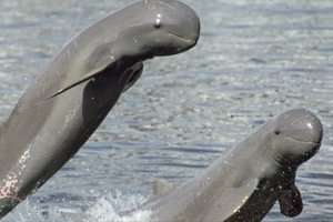 Irrawaddy Dolphin
