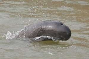 The Fin-less Porpoise