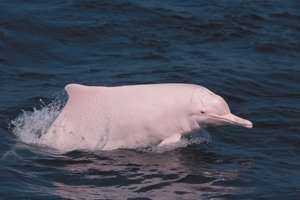 The Humpback dolphin