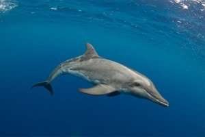 The Rough-toothed dolphin