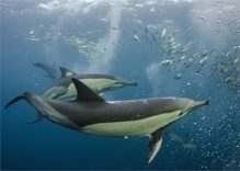 Dolphins in Thailand