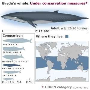 Bryde whale Conservation