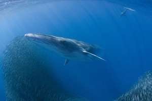 bryde whale