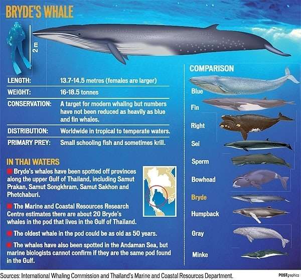 brydes whale Thailand