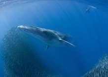 Whales in Thailand