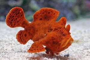 Angler-Orange Frogfish