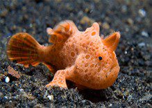 Frogfish