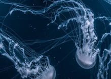 Underwater Photography at Night