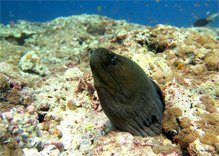 Moray Eels