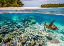 How does ocean pollution affect marine life?