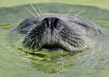 Can I dive with a moustache or beard? Be a Moustache Divers