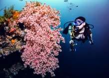 Scuba Diving with Long Hair, what to do with them?