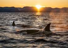 Ocras in Thailand and the Andaman sea, Similan Killer Whales