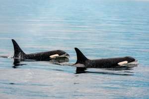 Orcas in Thailand