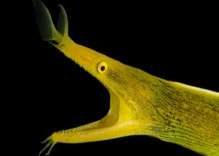 Ribbon Eels: The Enigmatic Serpents of the Sea
