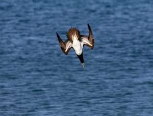 diving and flying